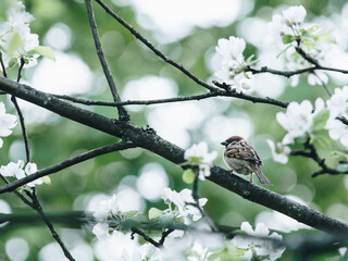 凌渡方向盘语音控制怎么用